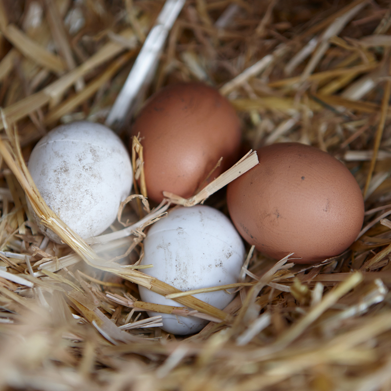 Zwei weiße und zwei braune Eier liegen in einem Nest aus Stroh.
